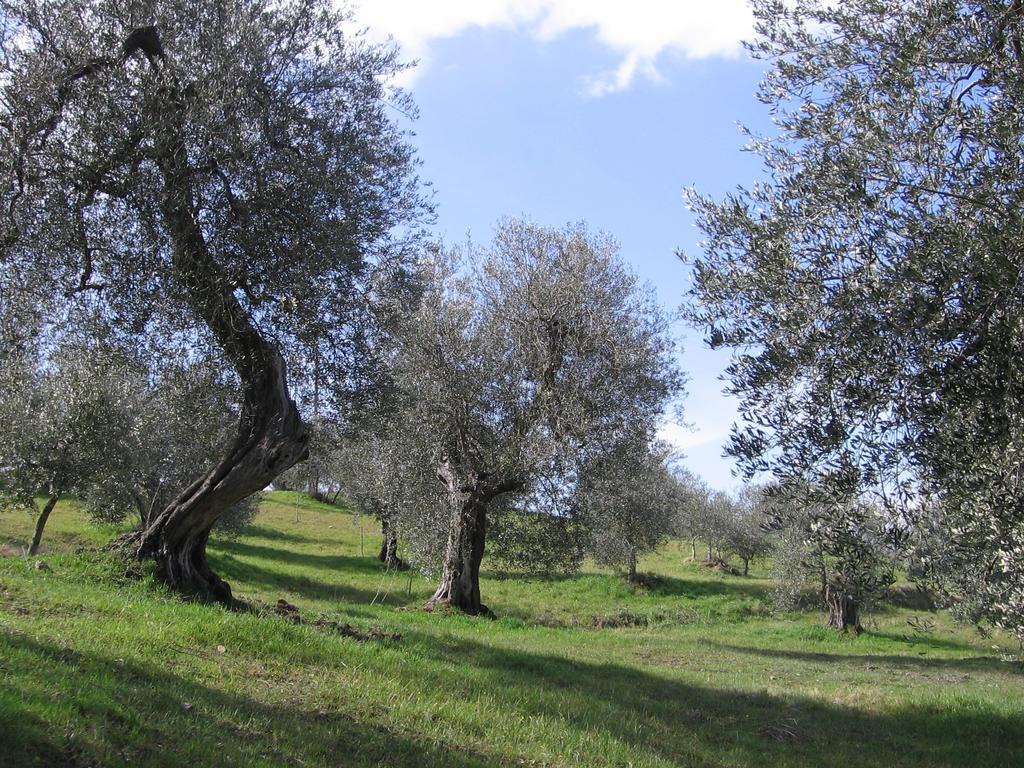 Casa Fioranna Villa Seggiano Szoba fotó